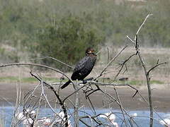 Crowned Cormorant