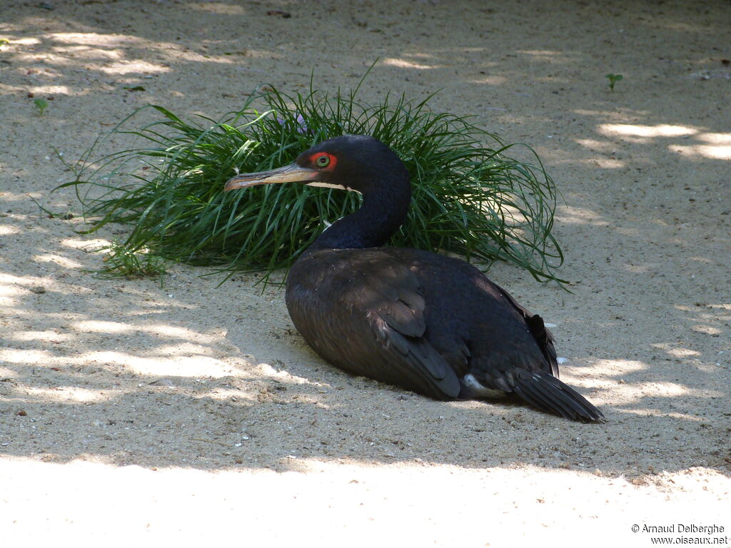 Cormoran de Bougainville