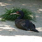 Cormoran de Bougainville