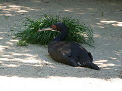 Guanay Cormorant