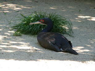 Cormoran de Bougainville