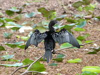 Cormoran de Vieillot