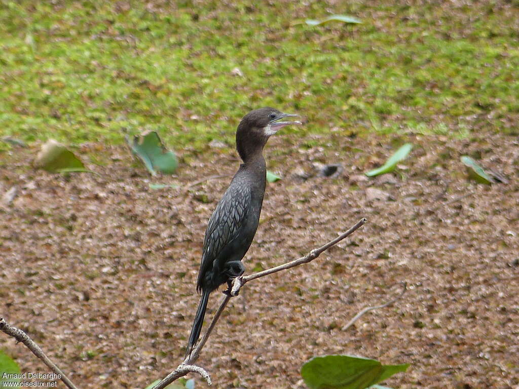 Cormoran de Vieillotadulte internuptial, identification