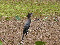 Cormoran de Vieillot