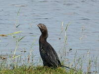 Cormoran de Vieillot