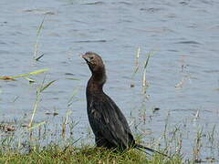 Little Cormorant