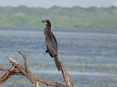 Little Cormorant