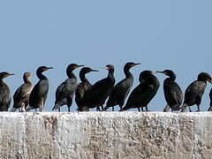 Cape Cormorant