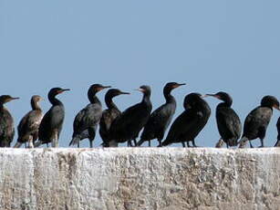 Cormoran du Cap