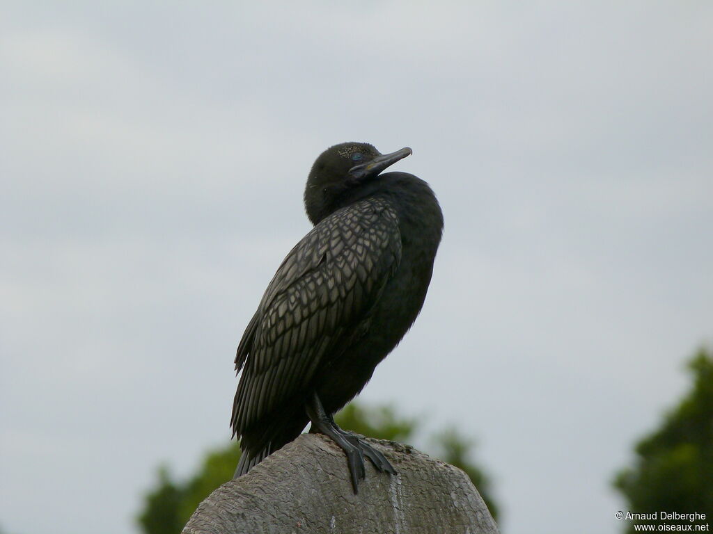 Little Black Cormorant