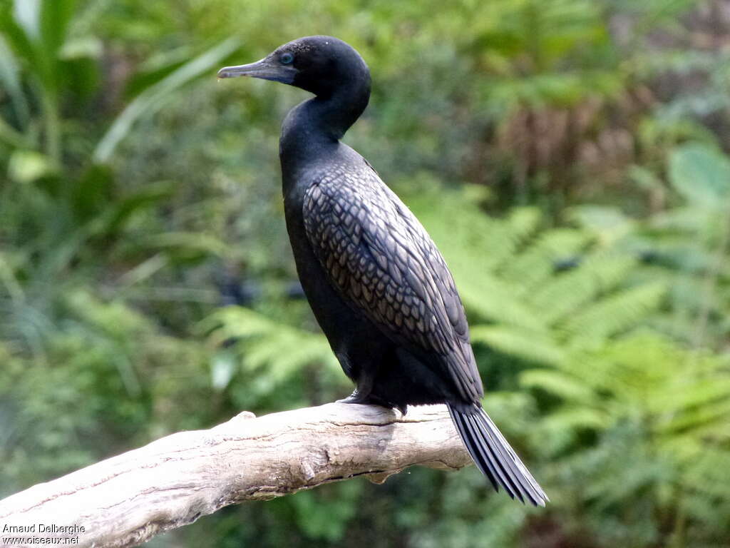 Little Black Cormorantadult, identification