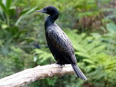 Little Black Cormorant