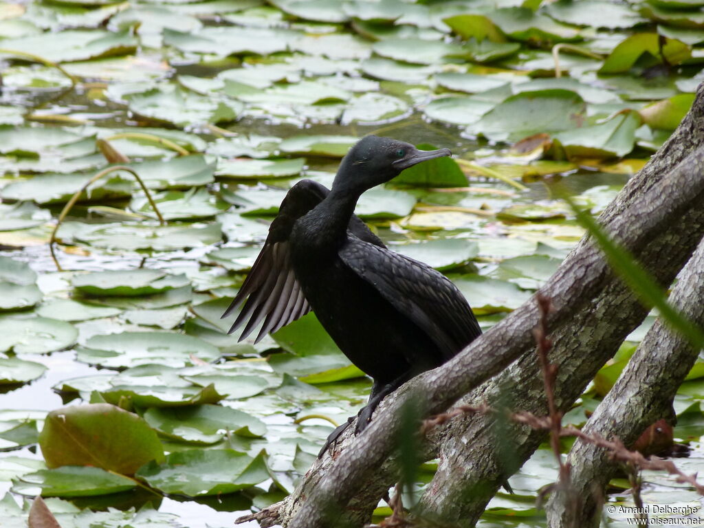 Little Black Cormorant