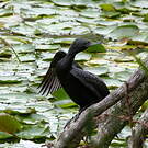 Cormoran noir