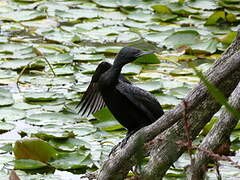 Little Black Cormorant