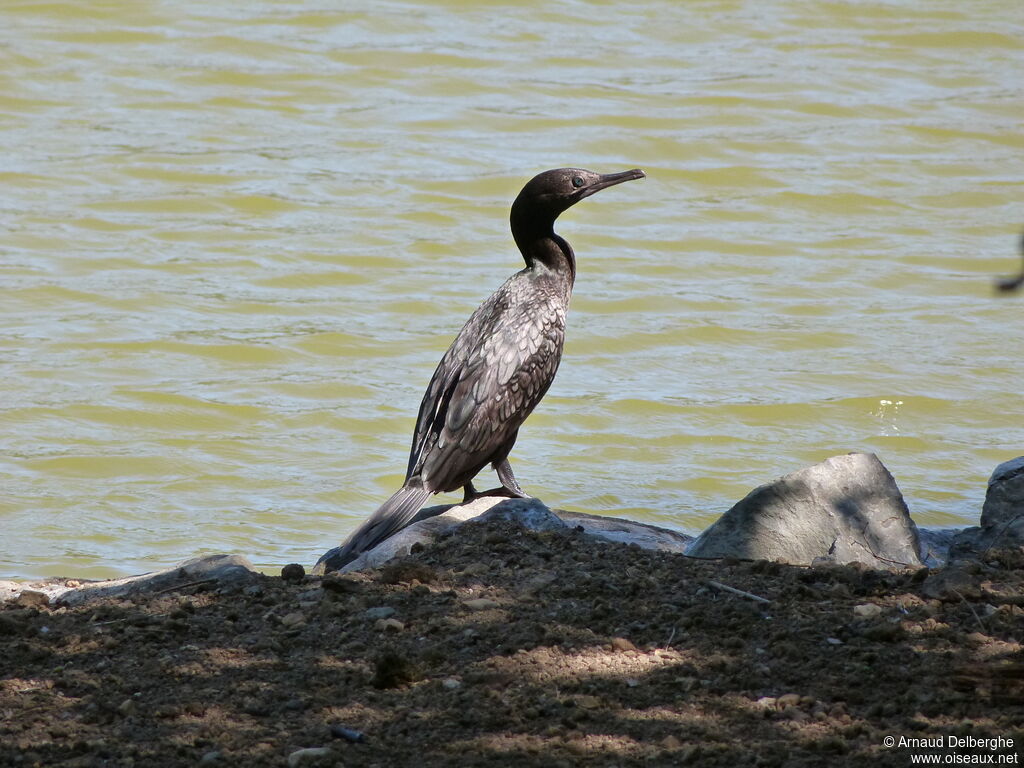 Little Black Cormorant