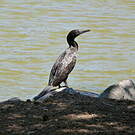 Cormoran noir