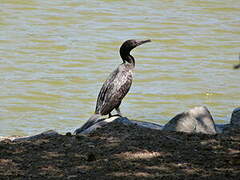 Little Black Cormorant