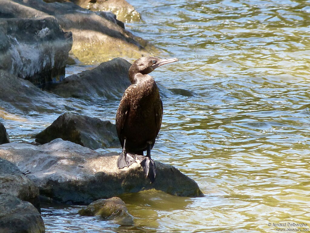 Little Black Cormorant