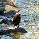 Cormoran noir