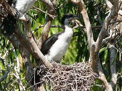 Little Pied Cormorant