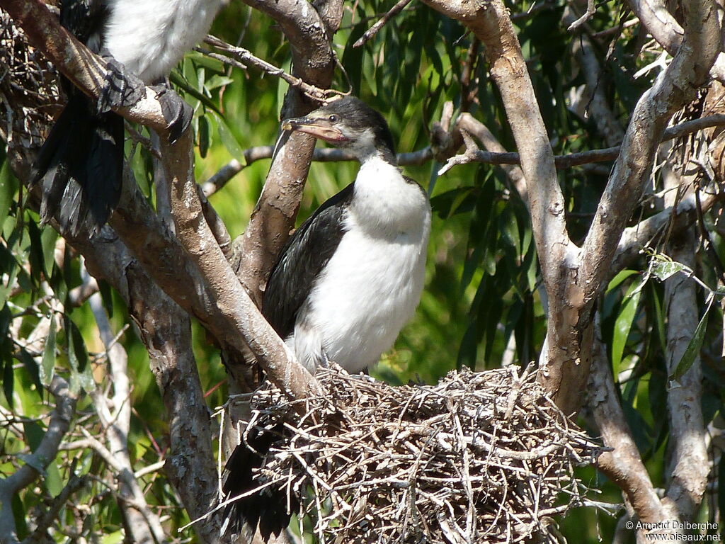 Little Pied Cormorant