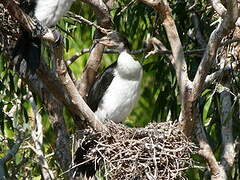 Little Pied Cormorant