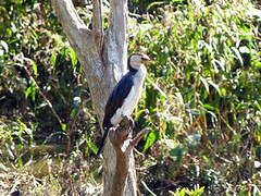 Little Pied Cormorant