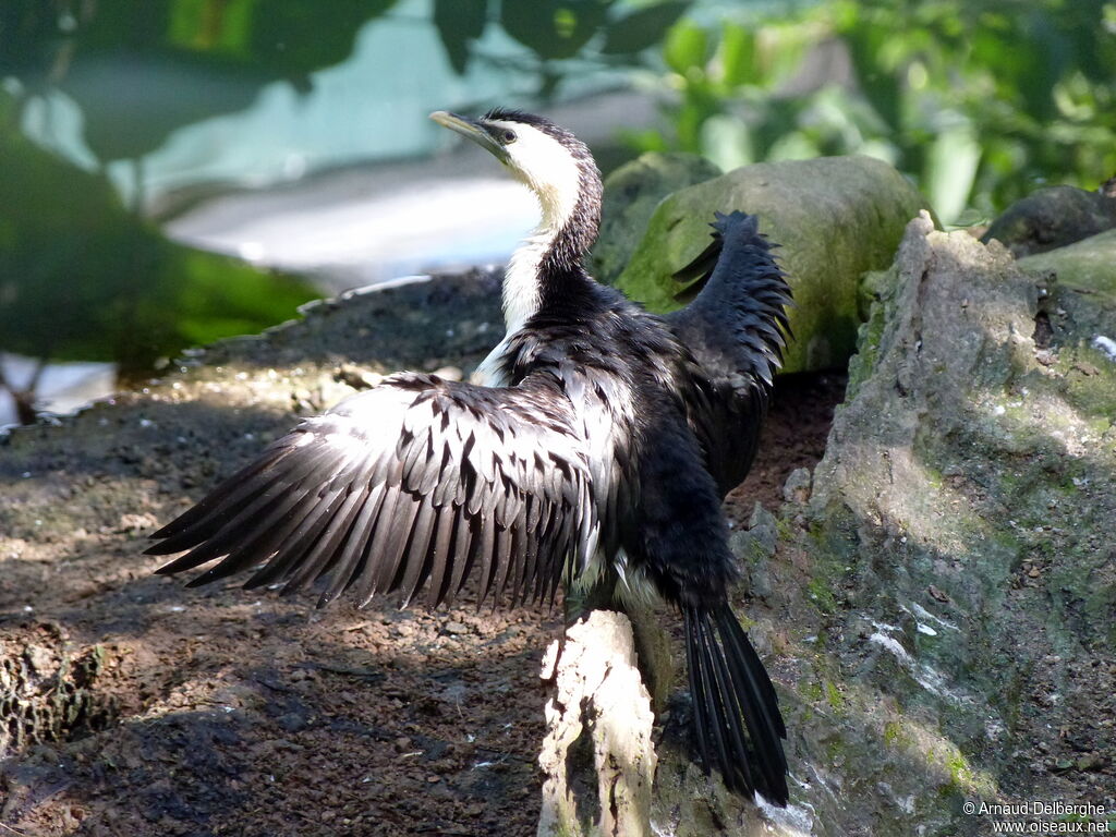 Little Pied Cormorant