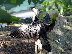 Little Pied Cormorant