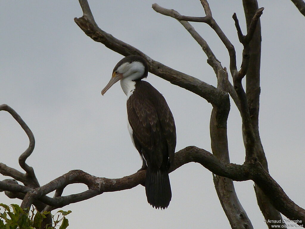 Australian Pied Cormorant