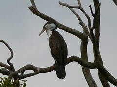 Australian Pied Cormorant