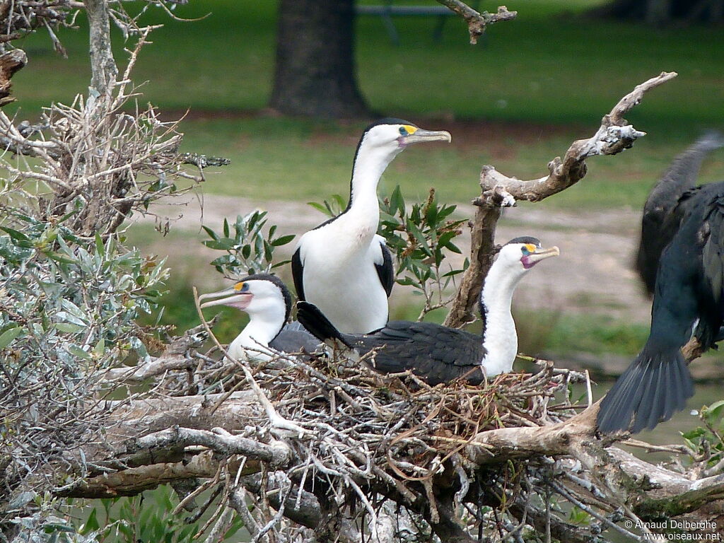 Cormoran varié