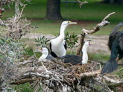 Australian Pied Cormorant