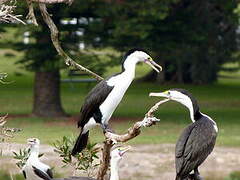 Australian Pied Cormorant