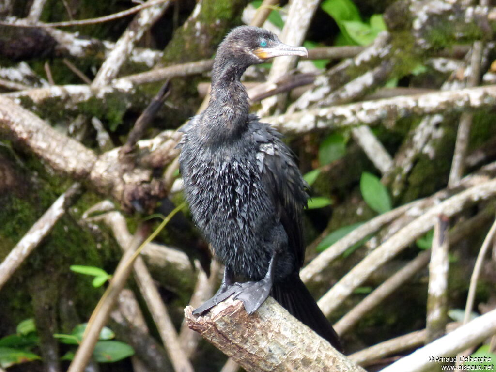 Neotropic Cormorant