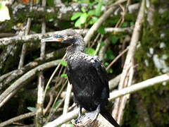 Neotropic Cormorant