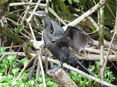 Neotropic Cormorant