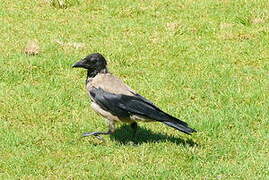 Hooded Crow