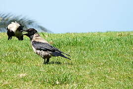 Hooded Crow