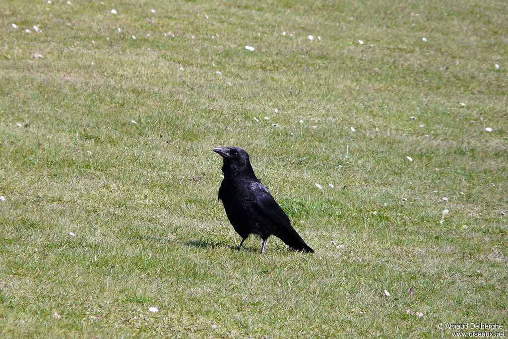 Carrion Crow