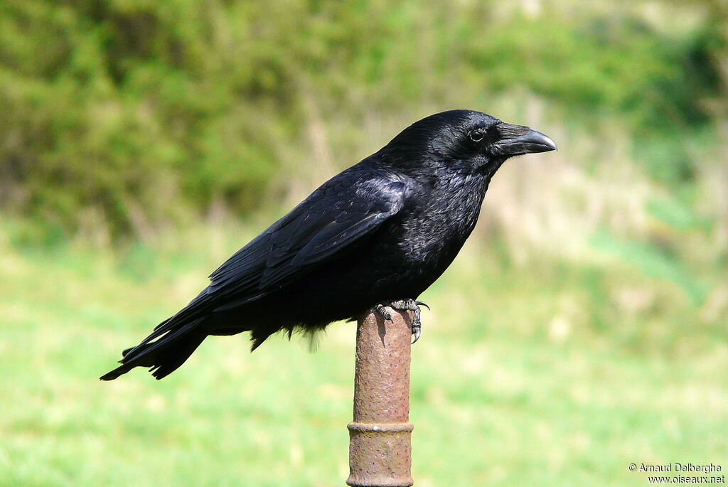 Carrion Crow