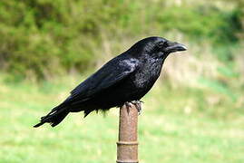 Carrion Crow