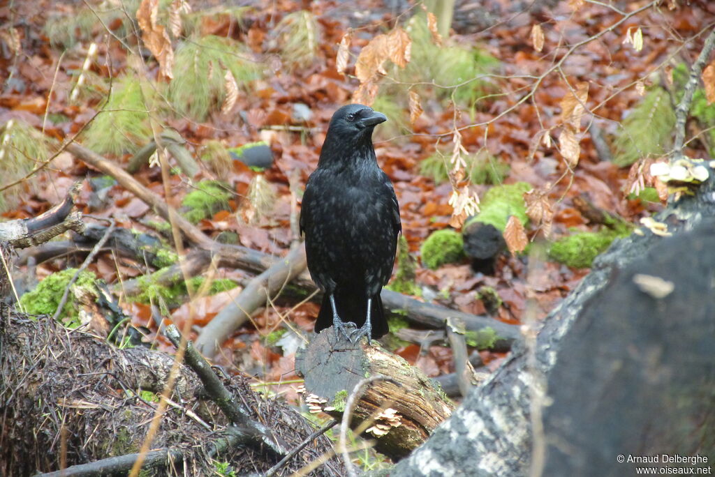 Carrion Crow