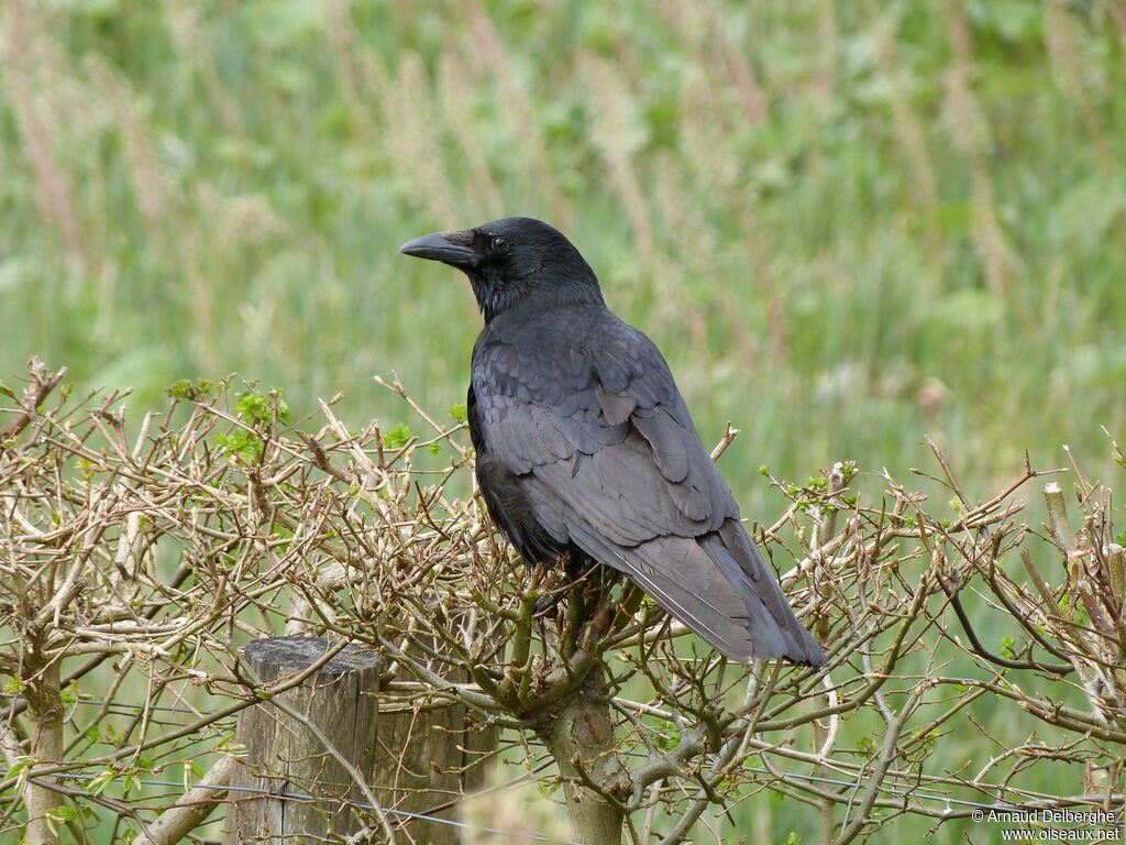 Carrion Crow