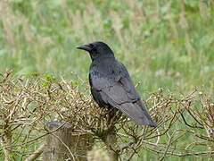 Carrion Crow