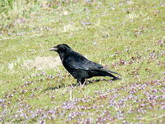 Carrion Crow