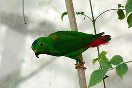 Blue-crowned Hanging Parrot