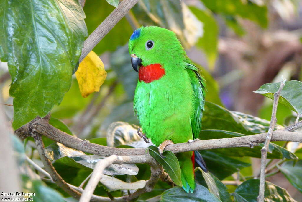 Blue-crowned Hanging Parrot