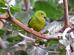 Blue-crowned Hanging Parrot